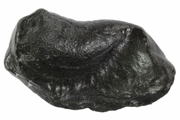 Fossil Whale Ear Bone - Miocene #95737